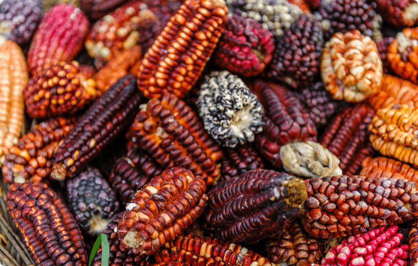 fruits de plusieurs couleurs